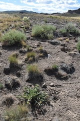 Pyrrocoma carthamoides