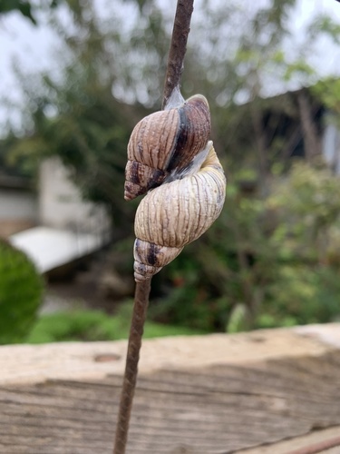 Mesembrinus sulcosus