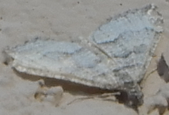 Perizoma custodiata