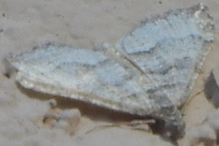 Perizoma custodiata