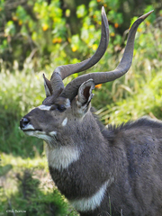 Tragelaphus buxtoni
