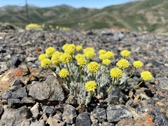 Eriogonum lewisii