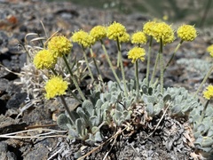 Eriogonum lewisii