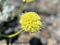 Eriogonum lewisii