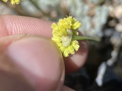 Eriogonum lewisii