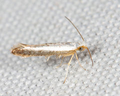 Argyresthia subreticulata