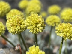 Eriogonum lewisii