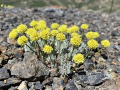 Eriogonum lewisii