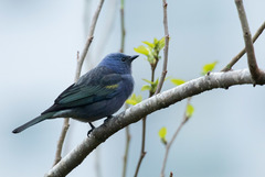 Thraupis ornata