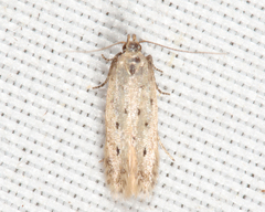 Monochroa quinquepunctella