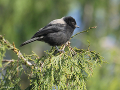 Melaniparus leuconotus