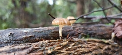 Roridomyces austrororidus