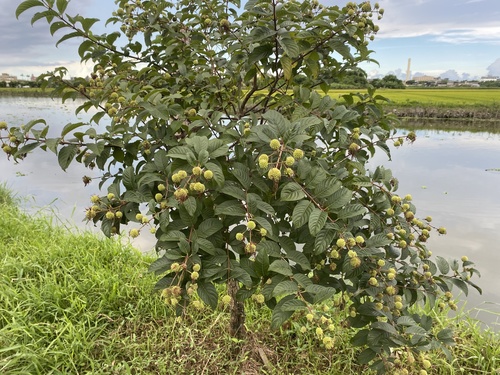 Cephalanthus tetrandrus