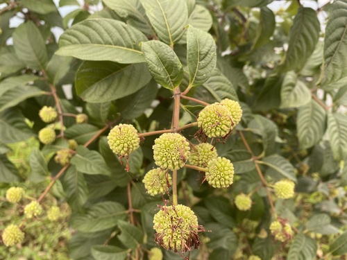 Cephalanthus tetrandrus