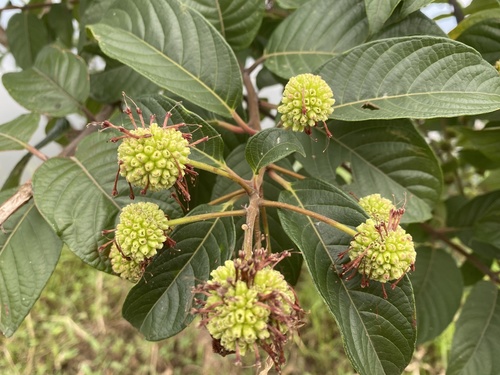 Cephalanthus tetrandrus