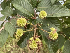 Cephalanthus tetrandra