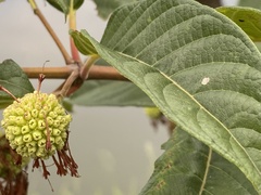 Cephalanthus tetrandra