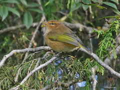 Phylloscopus umbrovirens