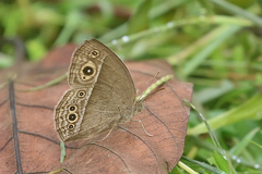 Mycalesis intermedia