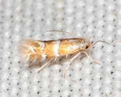Phyllonorycter comptoniella