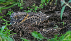 Caprimulgus poliocephalus