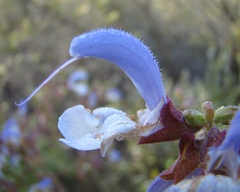 Salvia chamelaeagnea