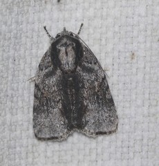 Etanna clopaea