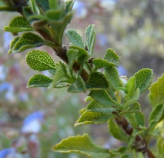 Salvia chamelaeagnea