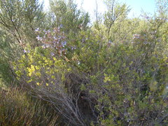 Salvia chamelaeagnea