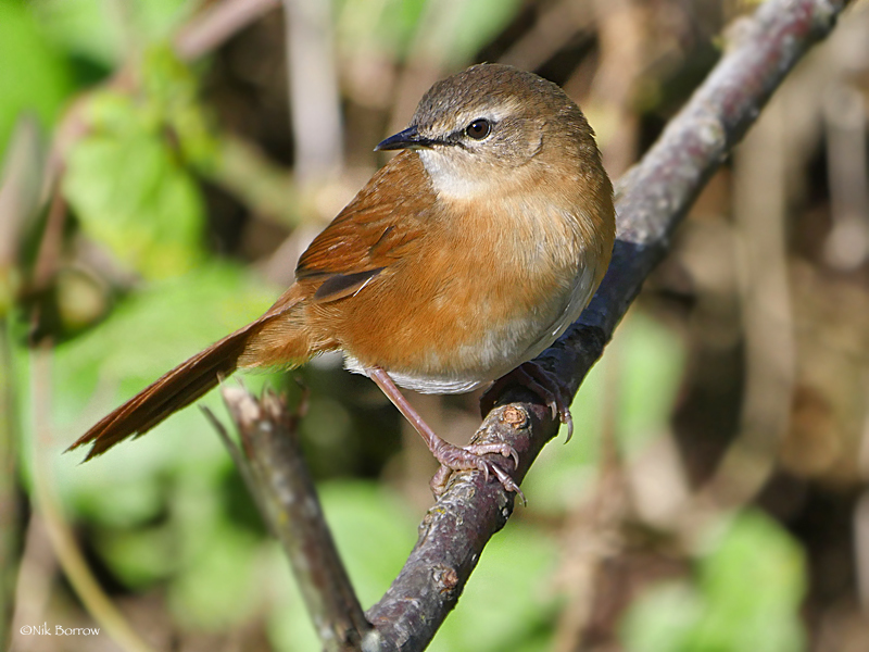 Cinnamon Bracken Warbler
