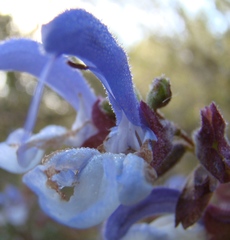 Salvia chamelaeagnea