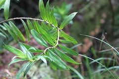 Freycinetia scandens