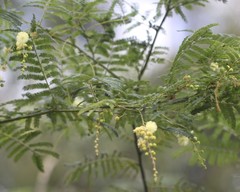 Acacia oshanesii
