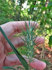 Elymus macgregorii