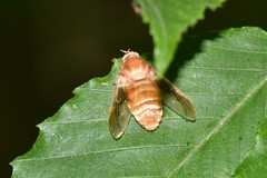 Goniops chrysocoma