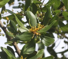 Persoonia stradbrokensis