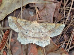 Euchlaena deplanaria