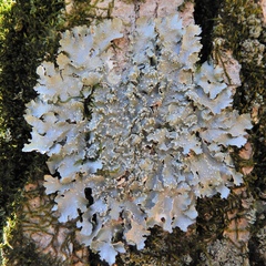 Punctelia caseana
