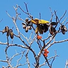 Brachychiton megaphyllus