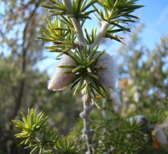 Aspalathus hirta hirta