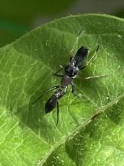 Myrmarachne elongata