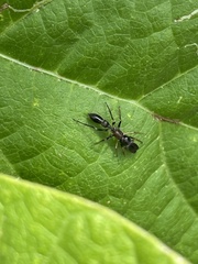 Myrmarachne elongata