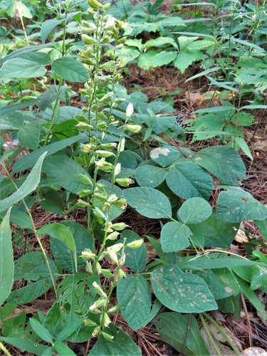 Image of Rhynchosia latifolia by (c) Annika Lindqvist, some rights reserved (CC BY)