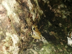 Craugastor yucatanensis