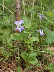 Viola sacchalinensis