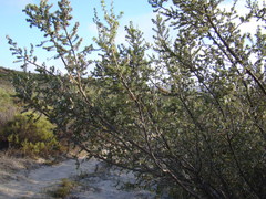 Aspalathus hirta hirta