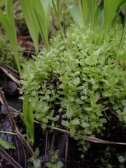 Plagiomnium ellipticum