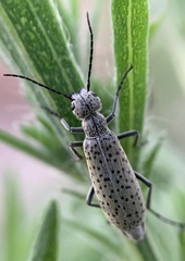 Epicauta maculata-group