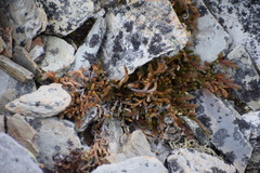 Selaginella sibirica