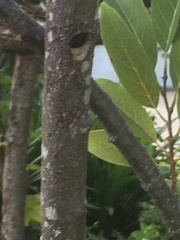 Xylocopa flavonigrescens